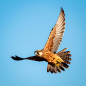 3 Hour Falconry Experience