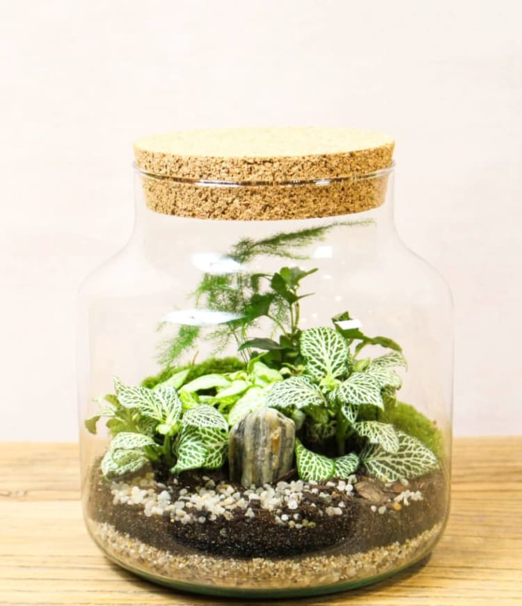 Botanical Boys Terrarium Masterclass