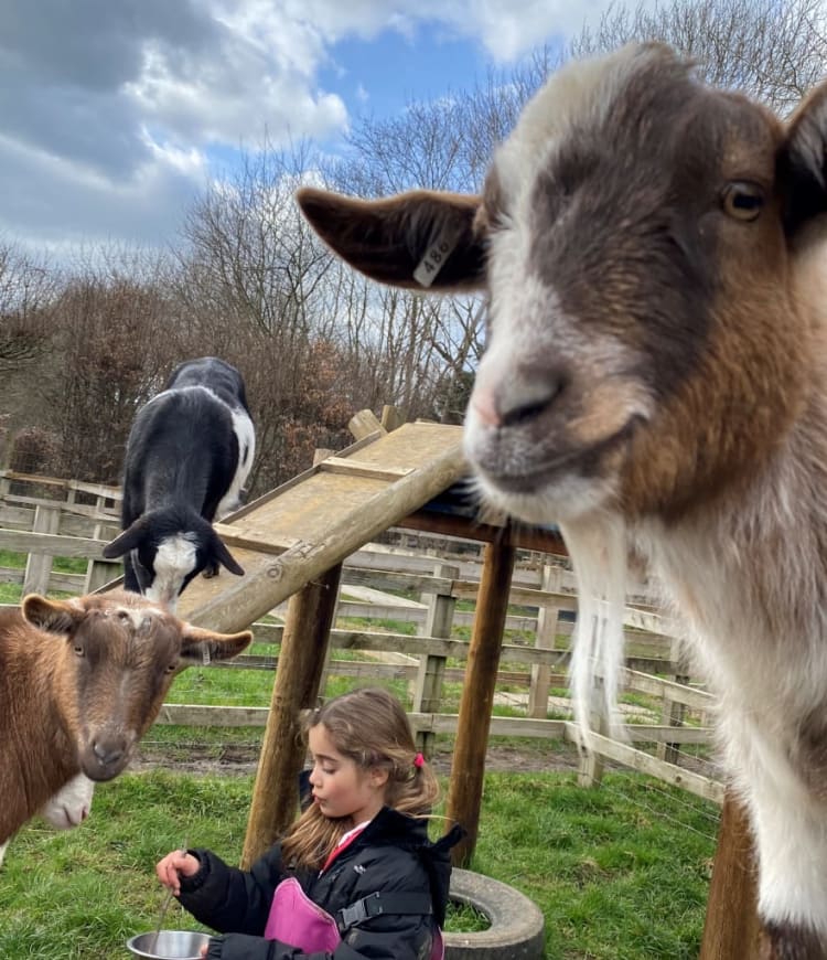 Family Goat Walk
