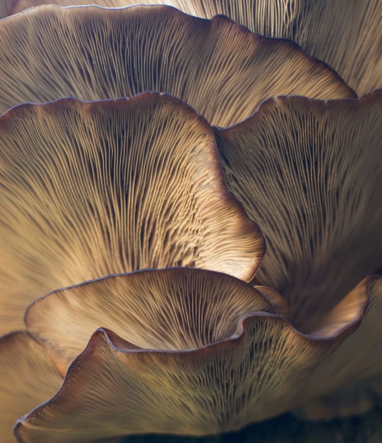 The Yorkshire Mushroom Emporium Experience