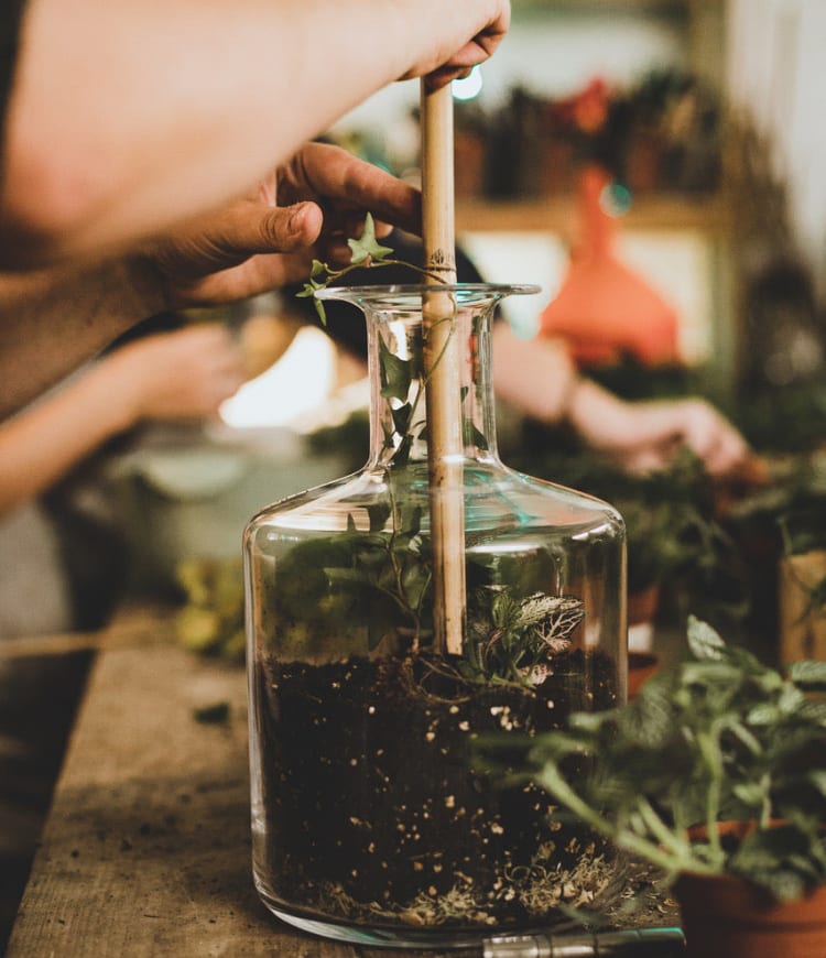 Terrarium Workshop (Brighton)