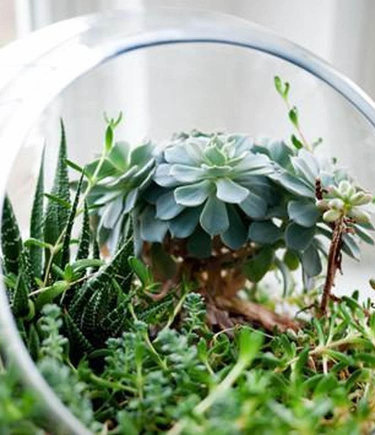 Private Terrarium Design School in Margate