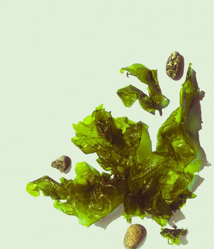 Coastal and Seaweed Foraging (Brighton)