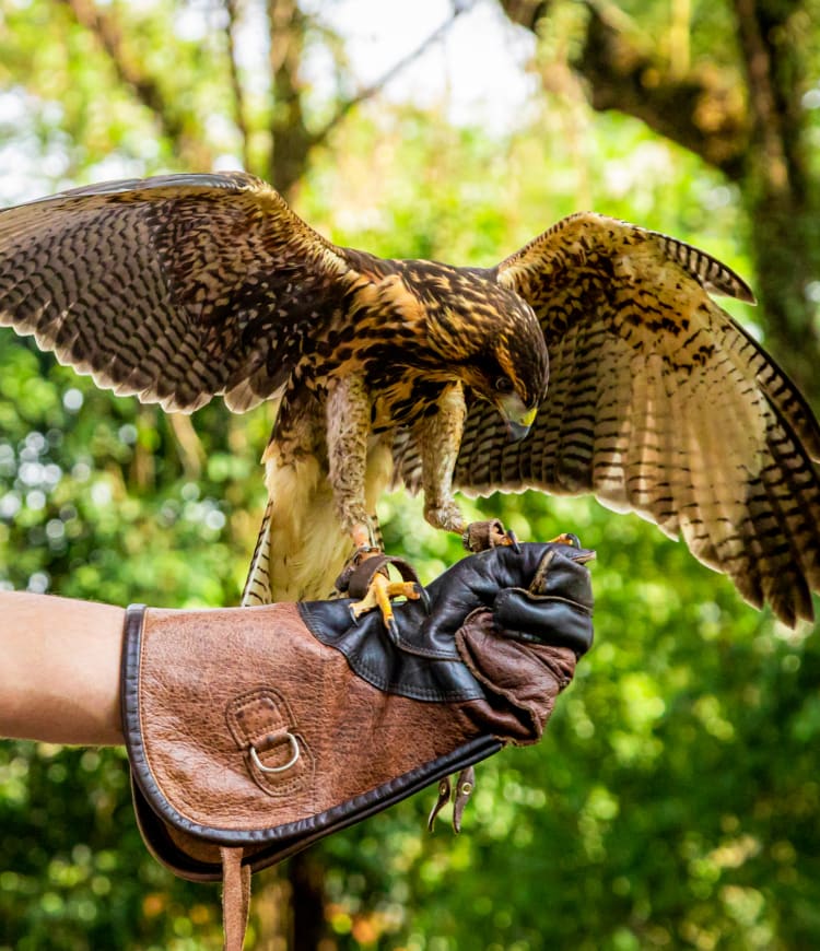 3 Hour Falconry Experience