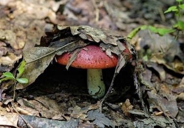 mushroom foraging trends.jpg__PID:f398efb4-3794-40fd-bee1-960271e75429