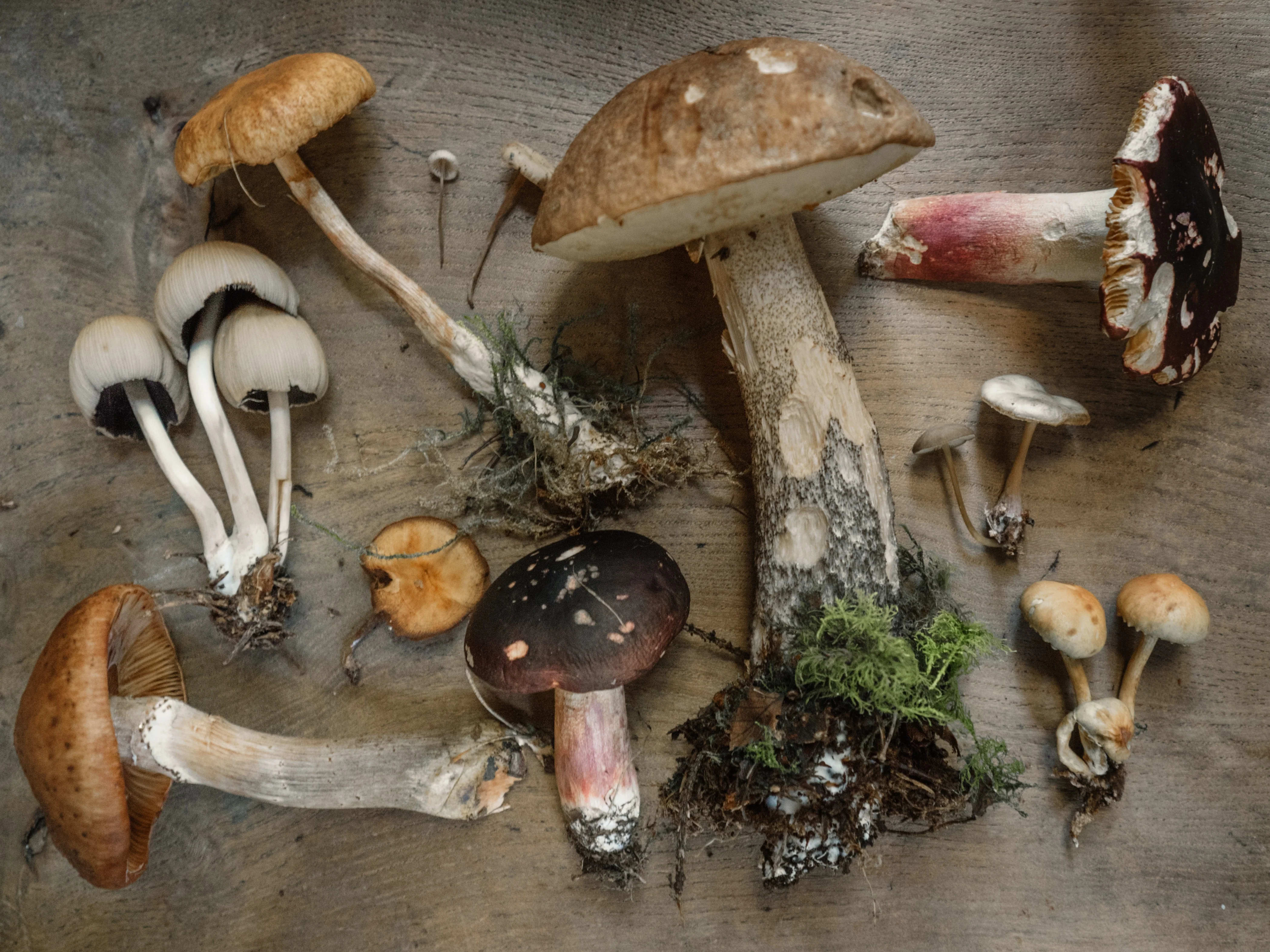 mushroom foraging.jpg__PID:c81f11d6-6360-4dbc-808d-6ed1c31440b8