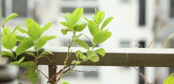 Balcony Landscape Design