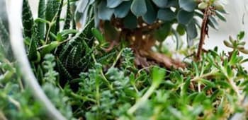 Terrarium Design School