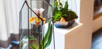 The Indytute Experience: Crafting Ecosystems in Glass – A Journey into Terrarium Making