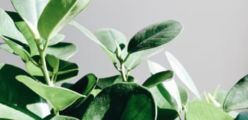 Air Purifying Plants You Can't Do Without
