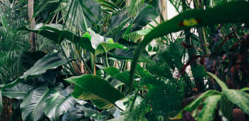 Blog: Explore greenery in London with Alyson Mowat