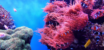 The best wildlife cams for bringing the outside in