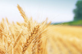 INEOS Nitriles Ammonium Sulphate Fertiliser Wheat