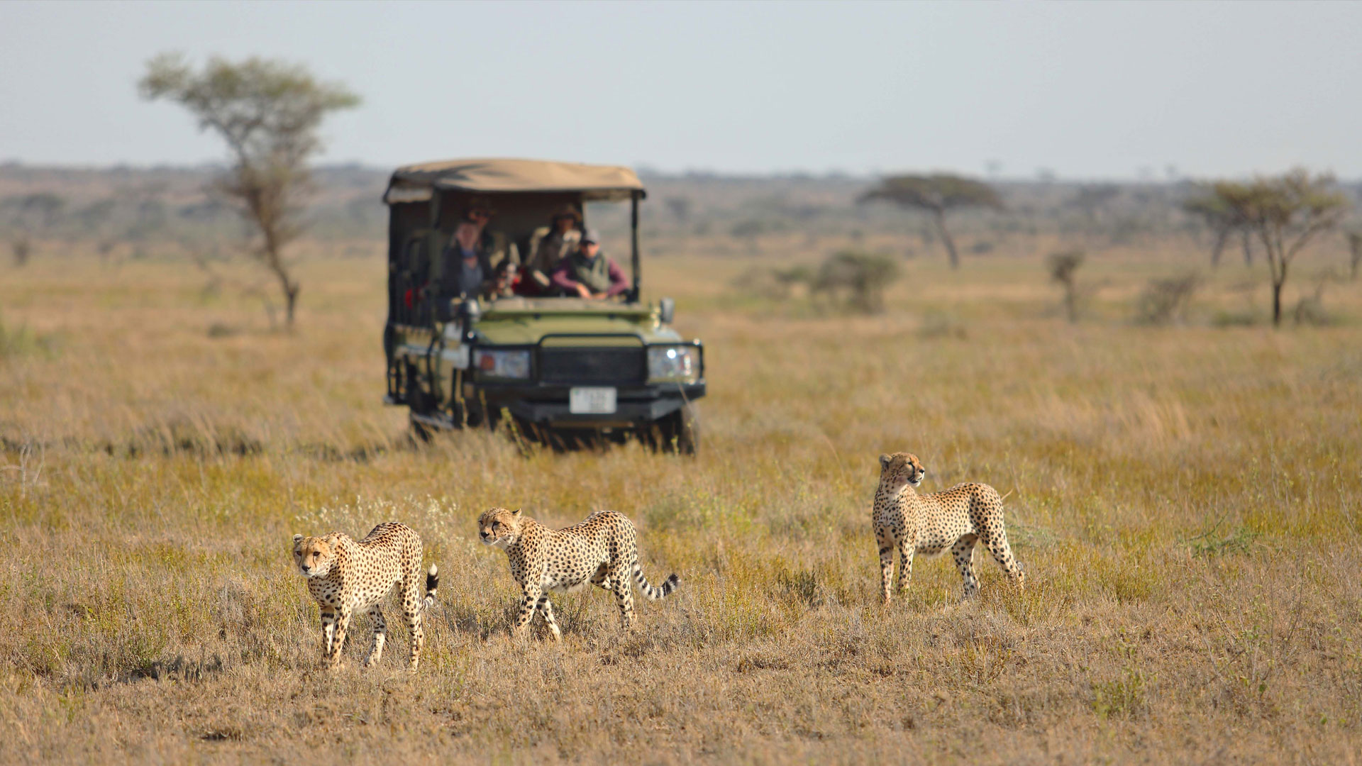 Asilia-Africa-leopard.jpg