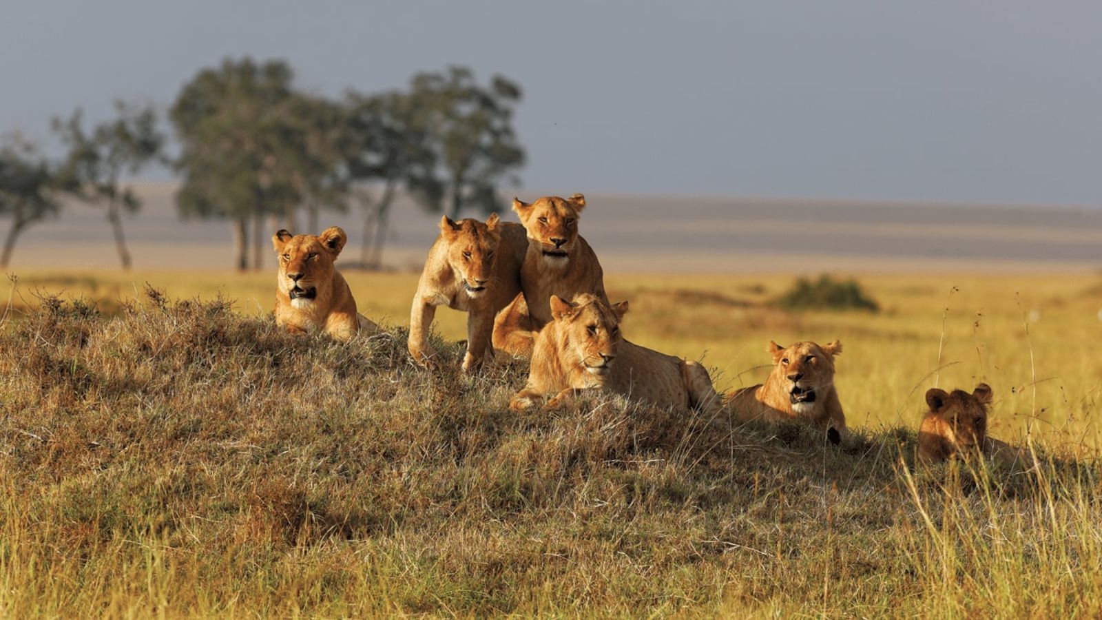 Pride of Africa