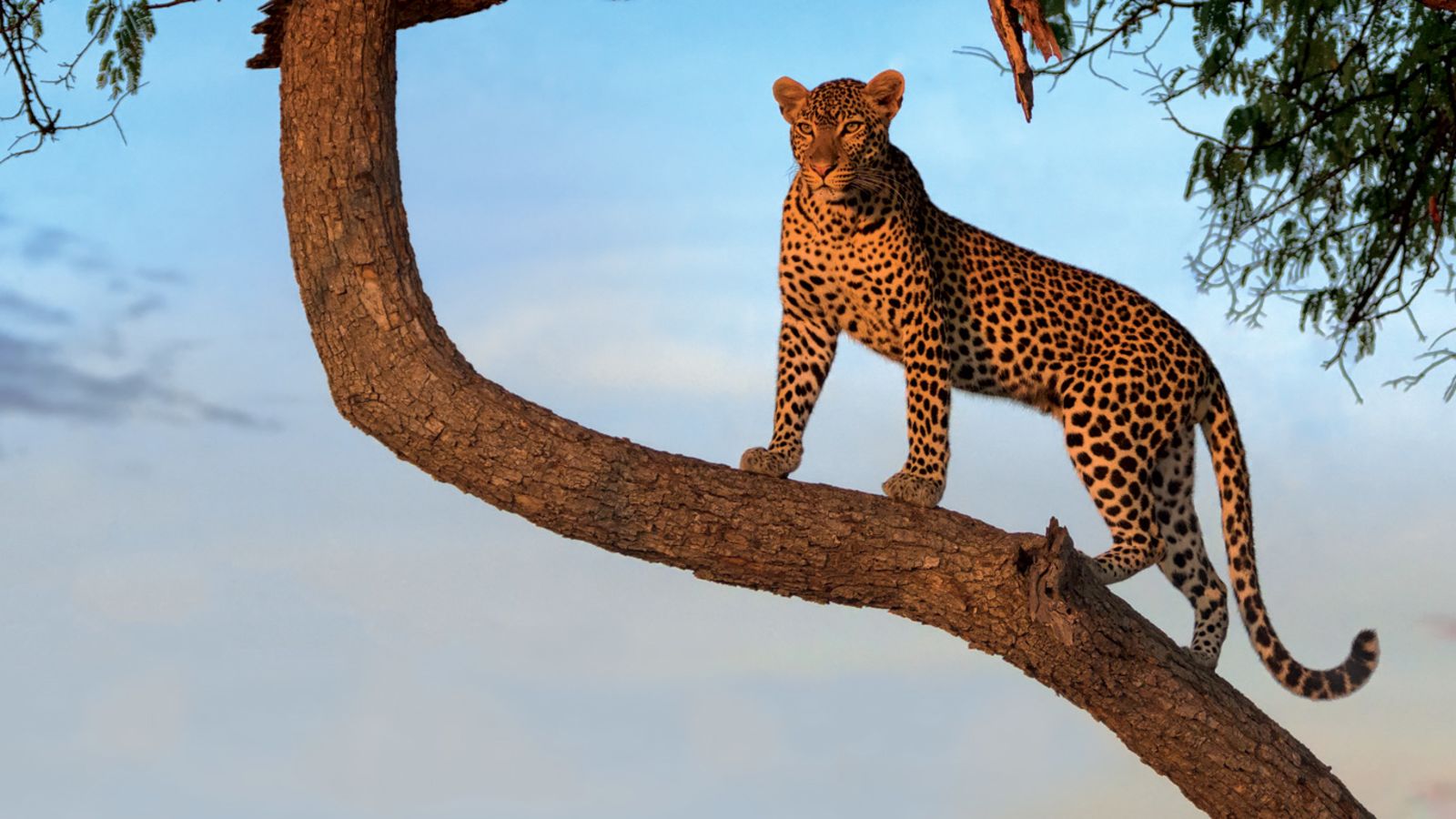 Call of the Wild