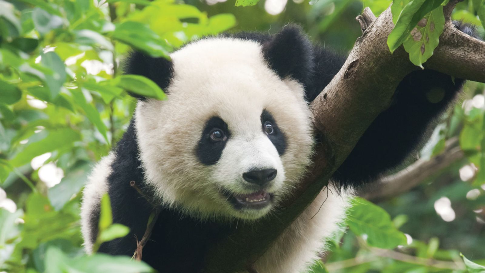 INEOS supports historic panda project