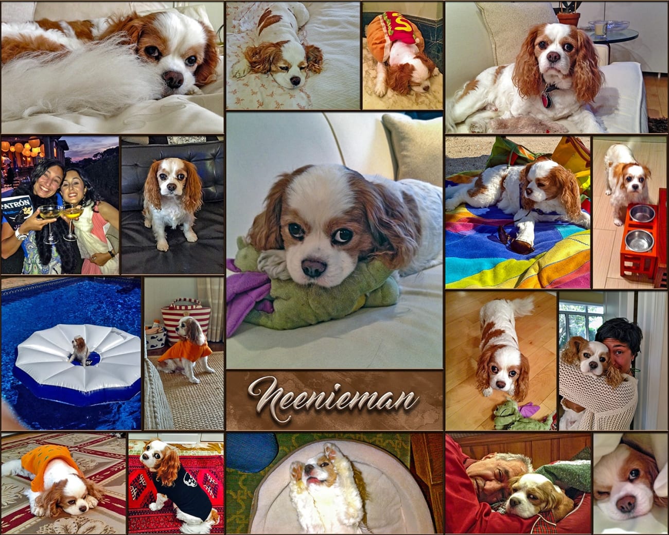 Special Dog Cat Pet Photography Into Wall Art Prints