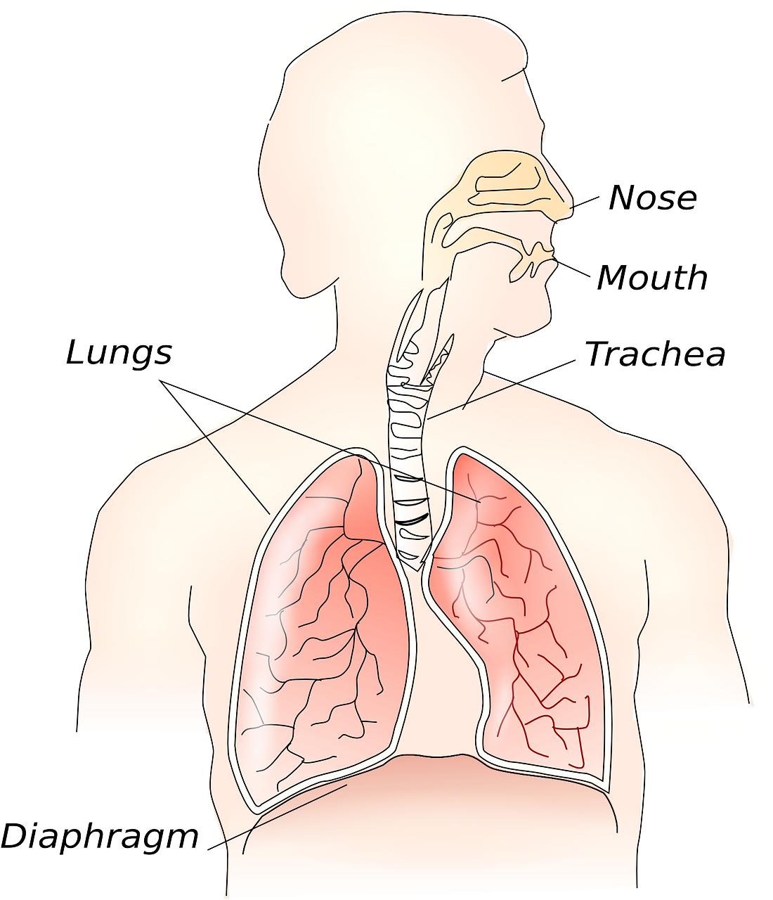 Lungs and diaphragm