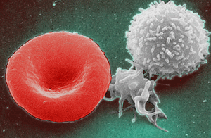 Red and White Blood Cells