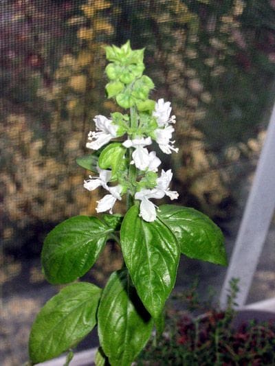 Egyptian Basil Absolute
