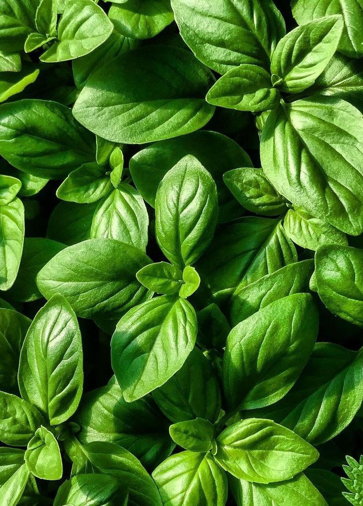 Egyptian Basil Absolute