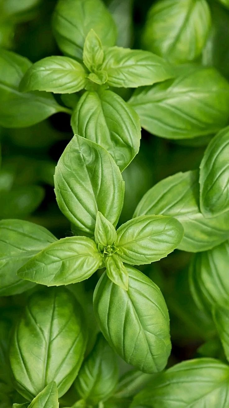 Egyptian Basil Absolute