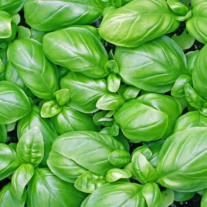 Egyptian Basil Absolute