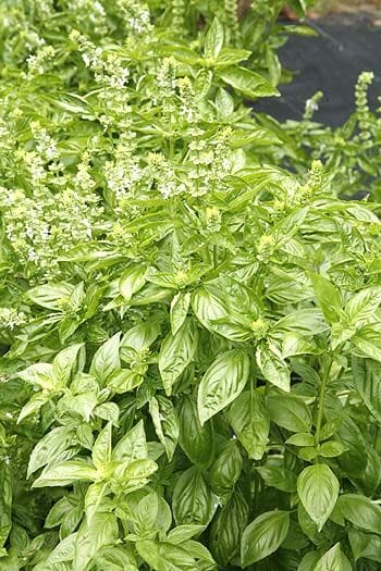 Egyptian Basil Absolute
