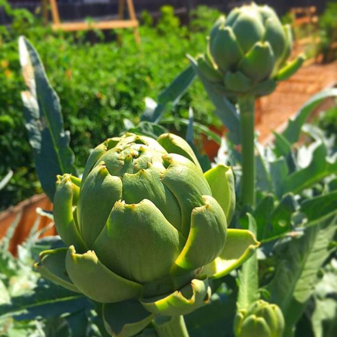 Photo: Next time you visit campus, stop by @chapmanu and @orangehomegrown'...