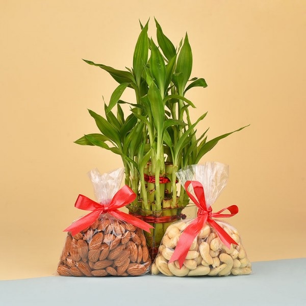 Order Bamboo Plants and Dry Fruits online free delivery in 3 hours