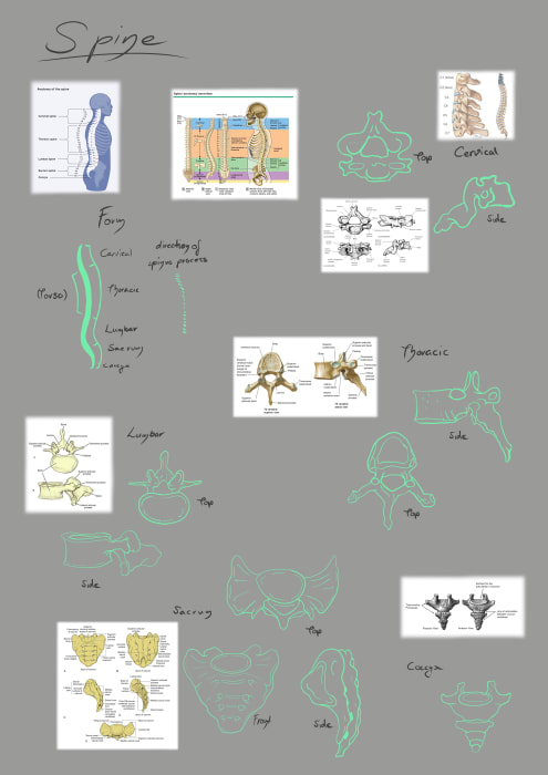 Study Wirbelsäule