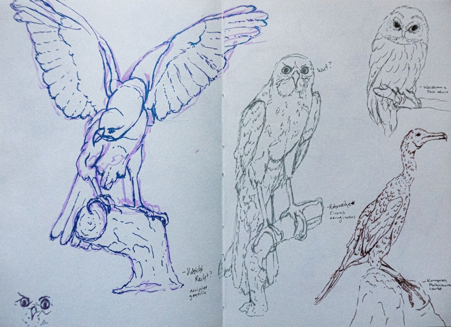 30.01.2026 - bird study