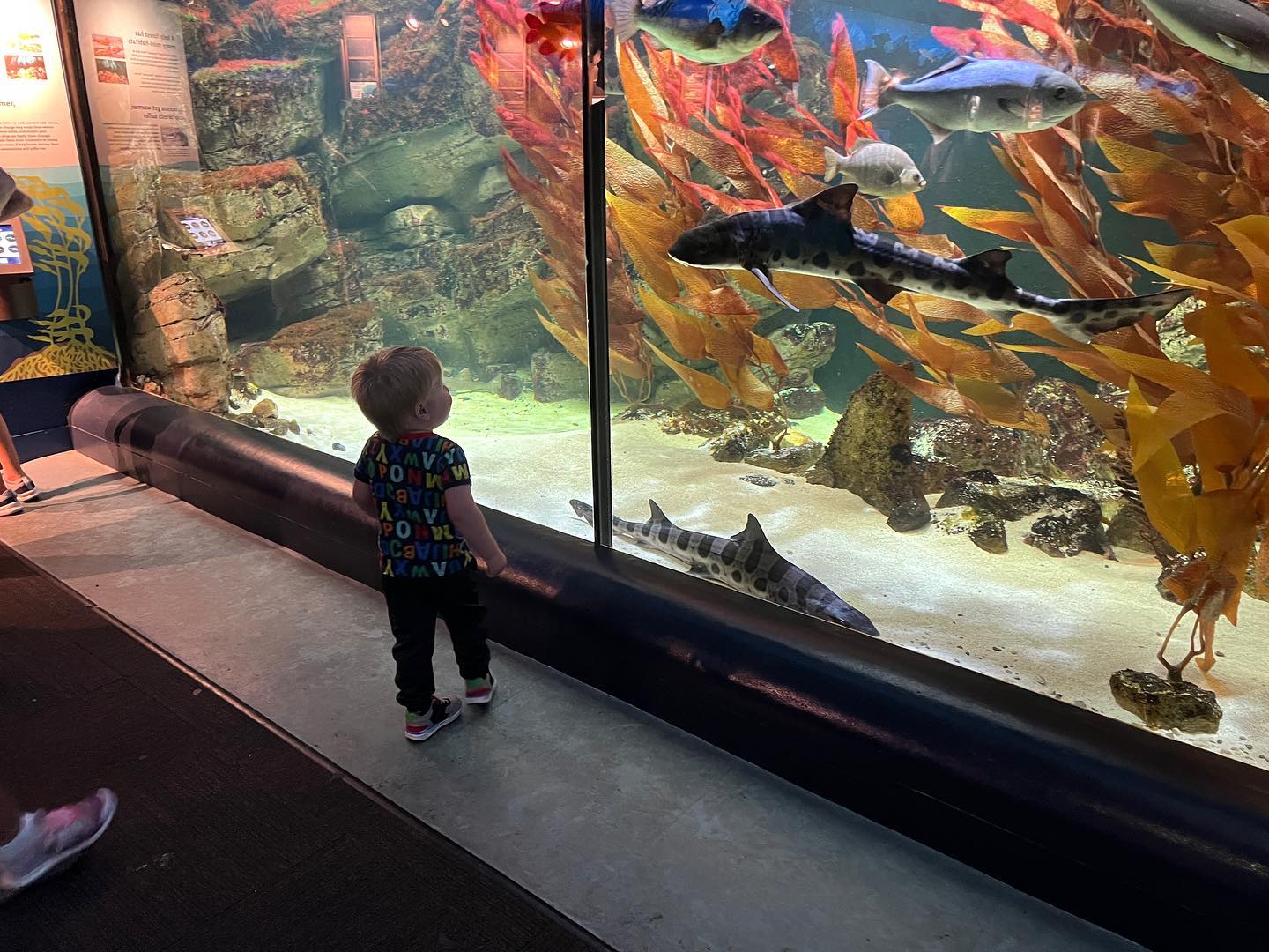 Fun time at the aquarium today!