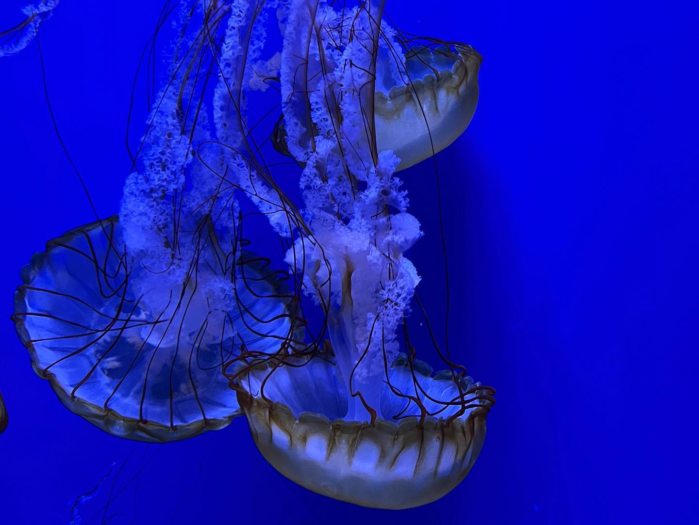 Fun time at the aquarium today!