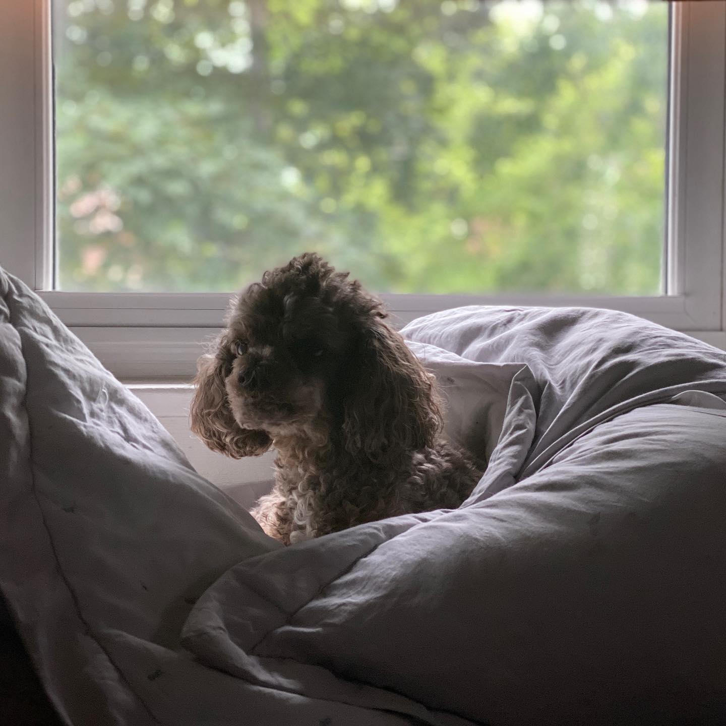 pillow queen