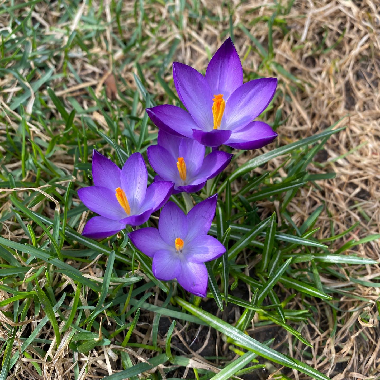 spring gonna spring