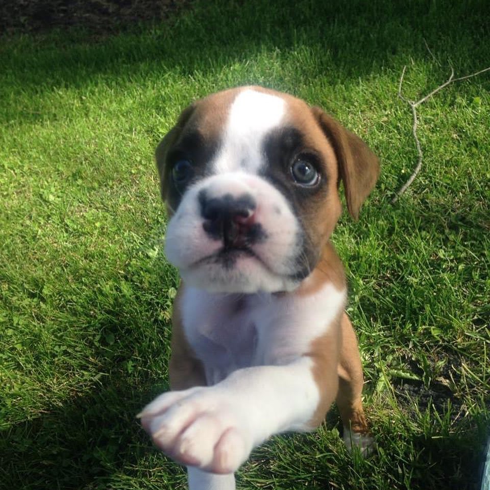 My wife found some puppy pics of Geno before we adopted him. You can see his personality even at this young age!