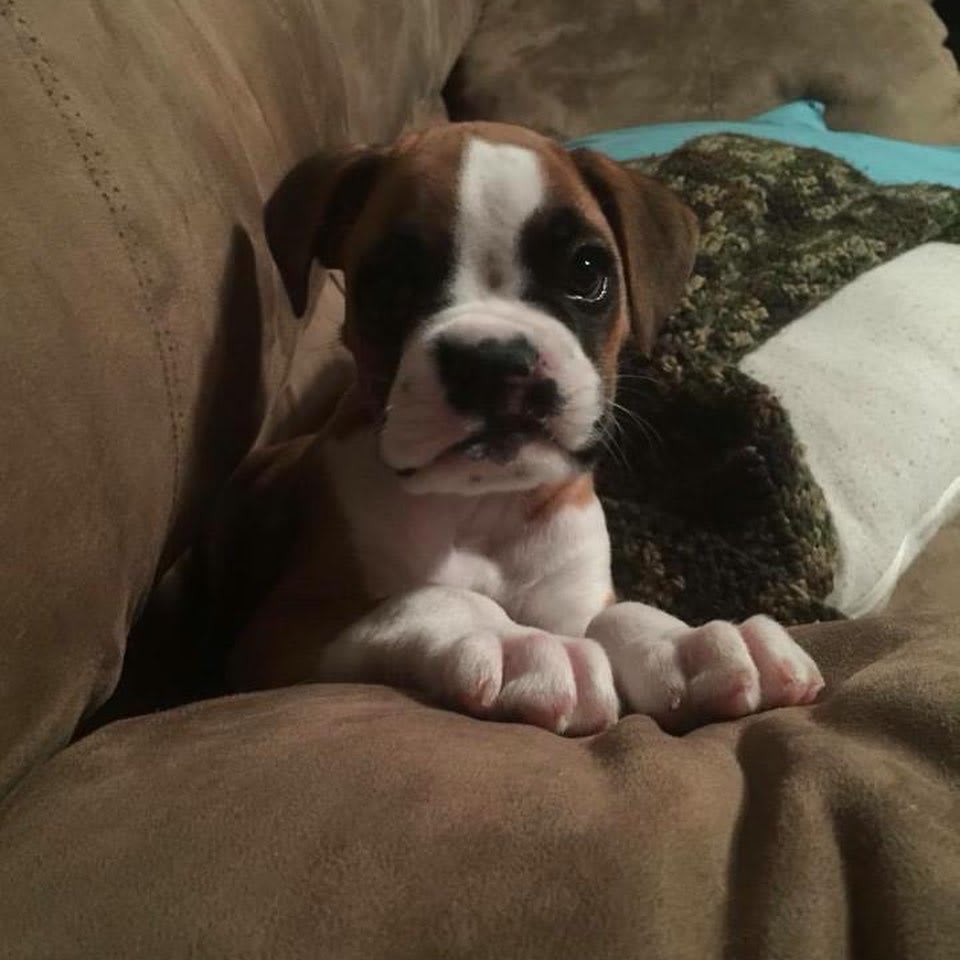 My wife found some puppy pics of Geno before we adopted him. You can see his personality even at this young age!