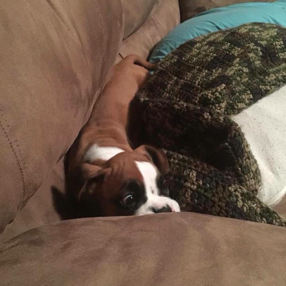 My wife found some puppy pics of Geno before we adopted him. You can see his personality even at this young age!
