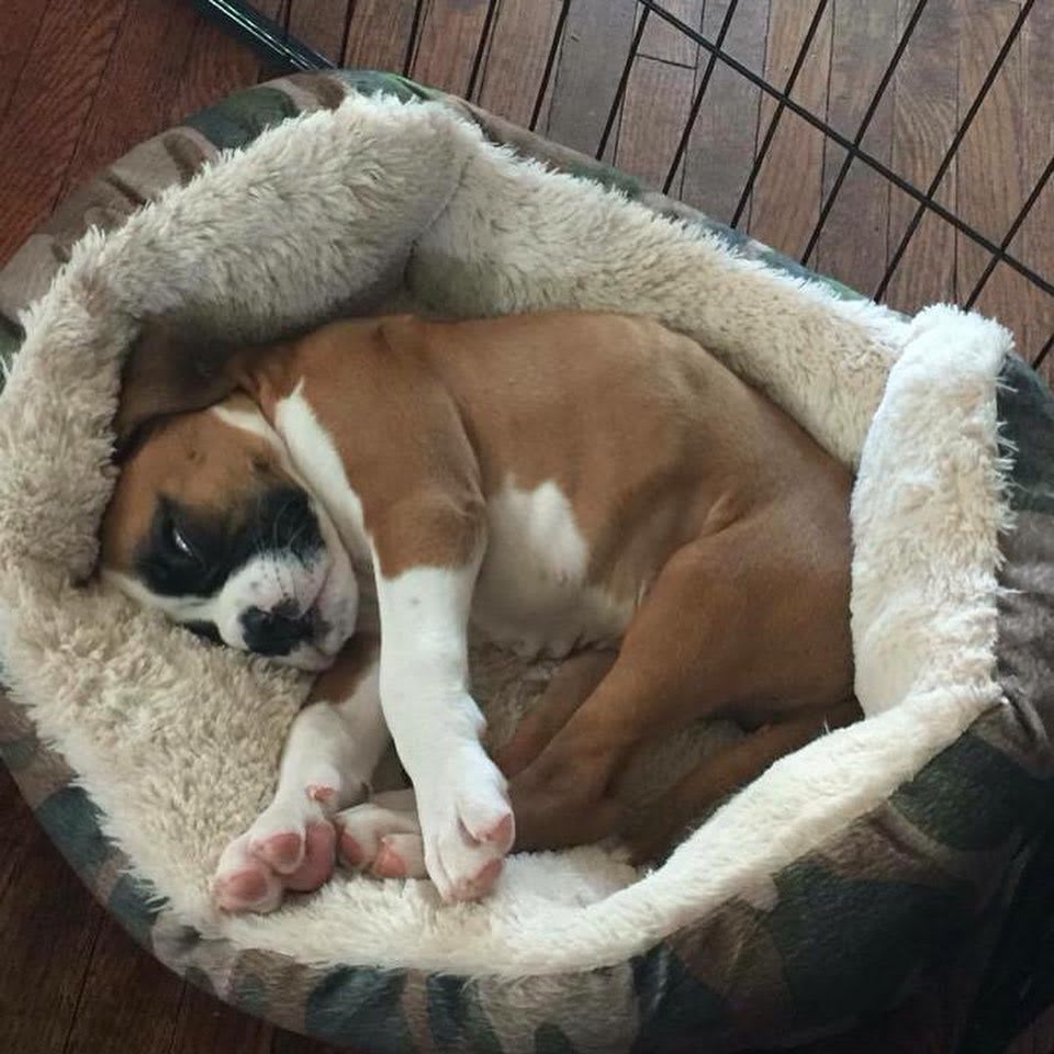 My wife found some puppy pics of Geno before we adopted him. You can see his personality even at this young age!