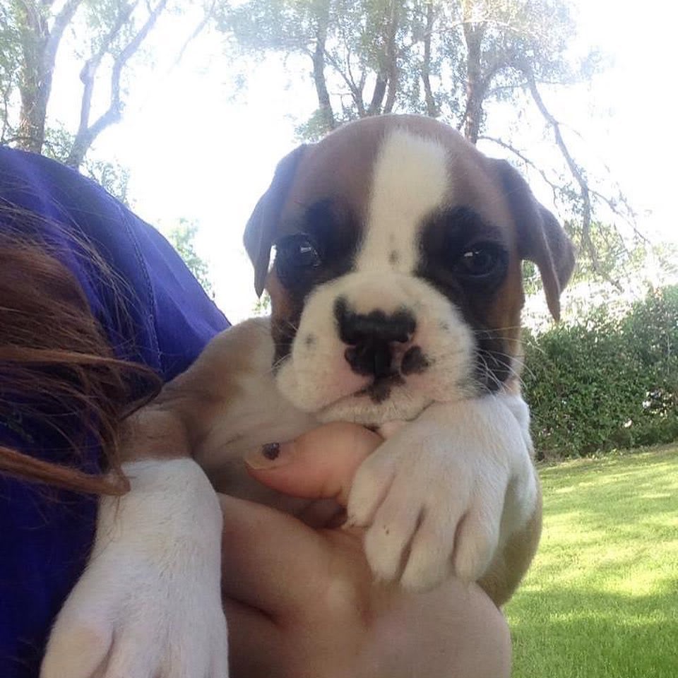 My wife found some puppy pics of Geno before we adopted him. You can see his personality even at this young age!