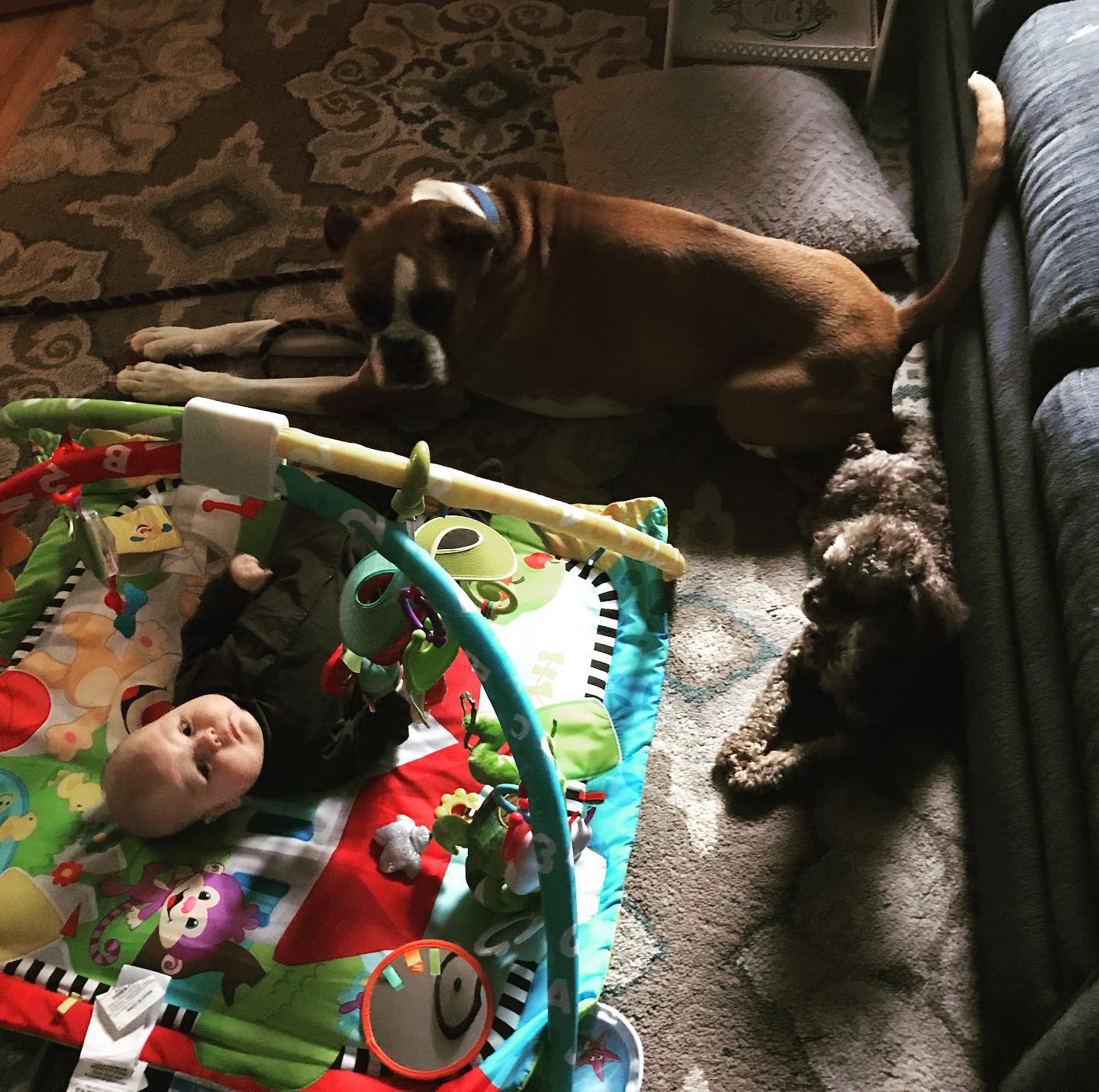 Puppy friends