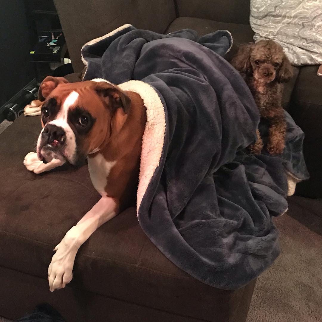 Snugglebugs