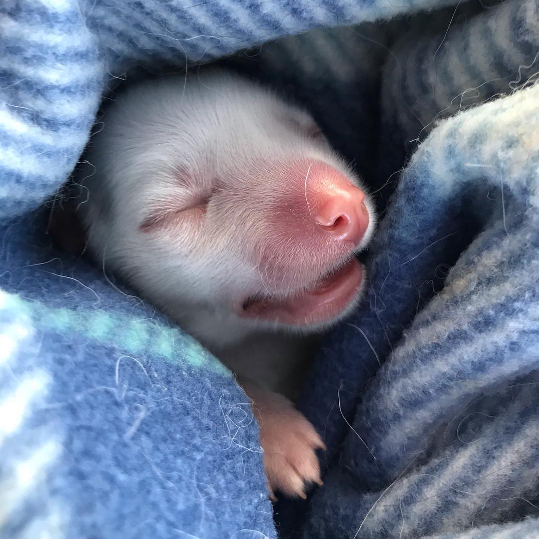 This little guy is Nemo. He's a ONE DAY OLD husky puppy. We helped transport him to the rescue where we got our two pups. Here's hoping he finds a happy home!
