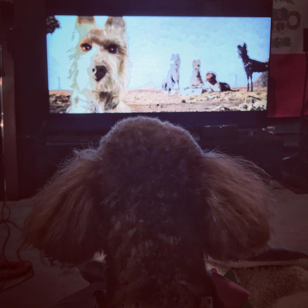 Emily is riveted by Isle of Dogs.