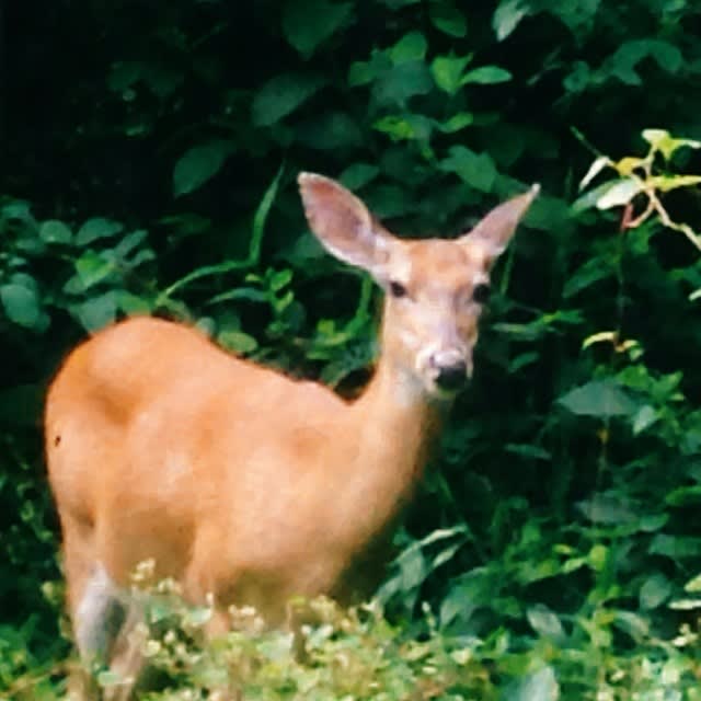 Visitor #vscocam