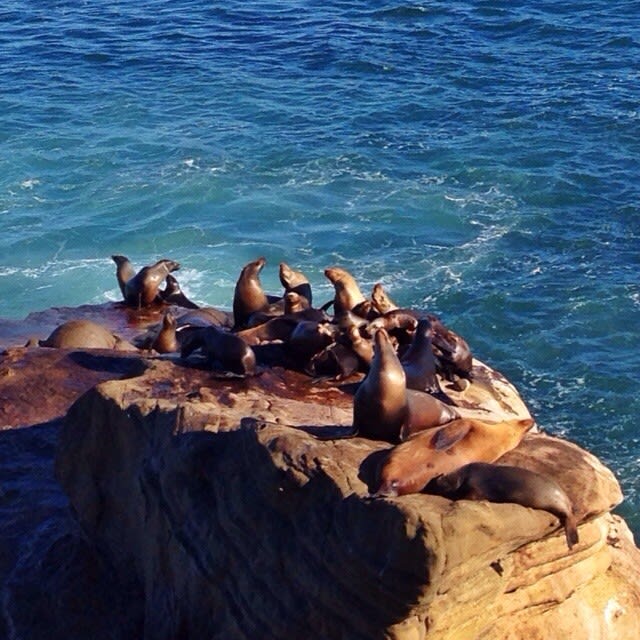 Seals