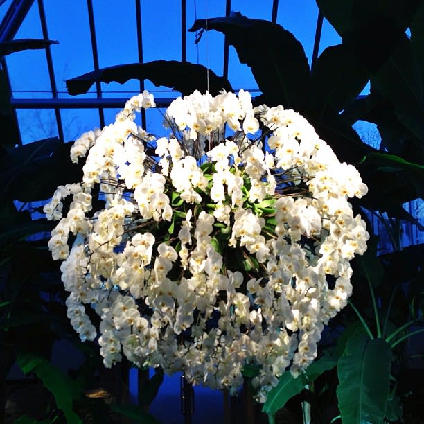 Orchids