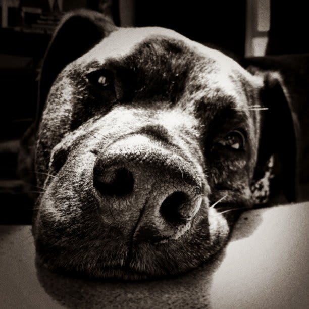 Lazy bones